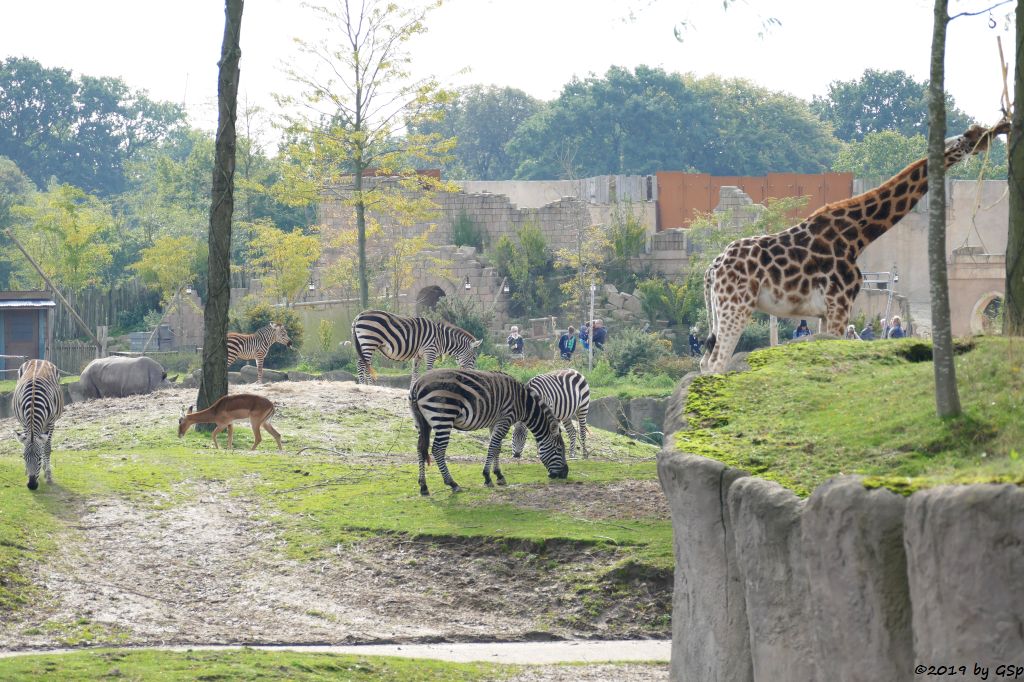Gewöhnliche Impala (Schwarzfersenantilope), Böhm-Steppenzebra (Grant-Zebra), Rothschildgiraffe (Uganda-Giraffe, Baringo-Giraffe)