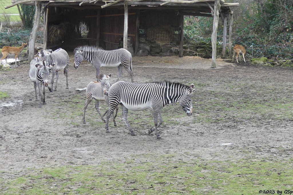 Grévy-Zebra, Weißnacken-Moorantilope (Mrs. Grays Wasserbock)