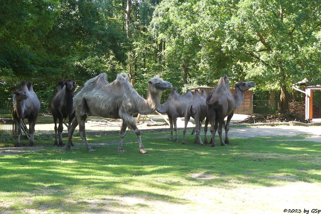 Trampeltier (Zweihöckriges Kamel, Hauskamel)