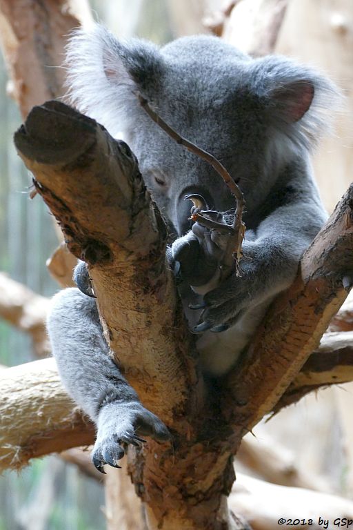 Queensland-Koala TINAROO