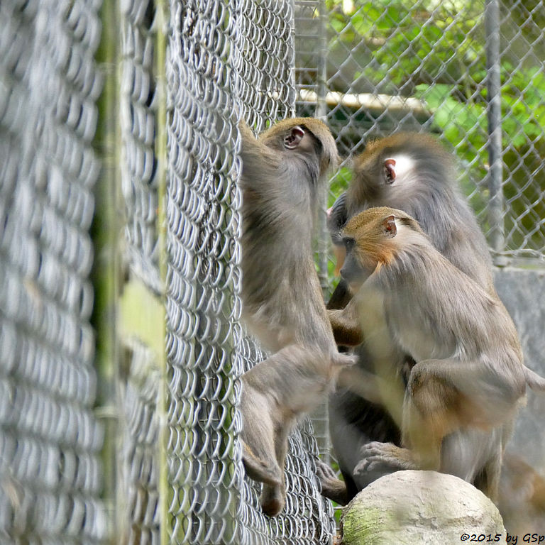 Mandrill