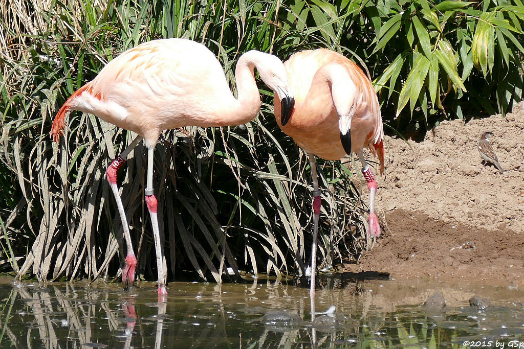 Chileflamingos - Fotos auf separater Seite