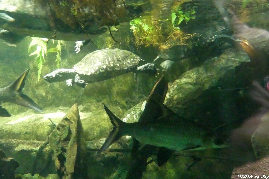 Zoo Halle: Strahlen-Dreikielschildkröte