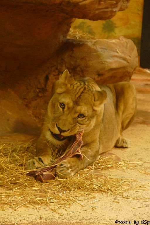 Angola-Löwin  (Katanga-Löwin) NALA