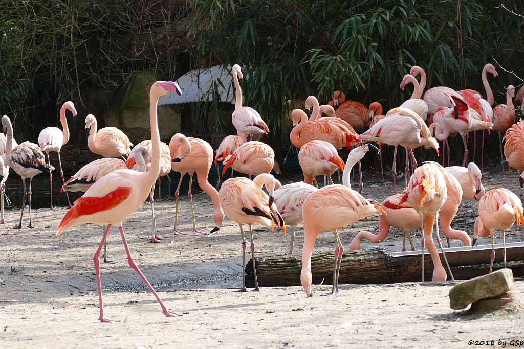 Chileflamingo (Chilenischer Flamingo), Rosaflamingo (Europäischer Flamingo)