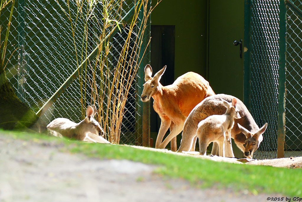 Rotes Riesenkänguru