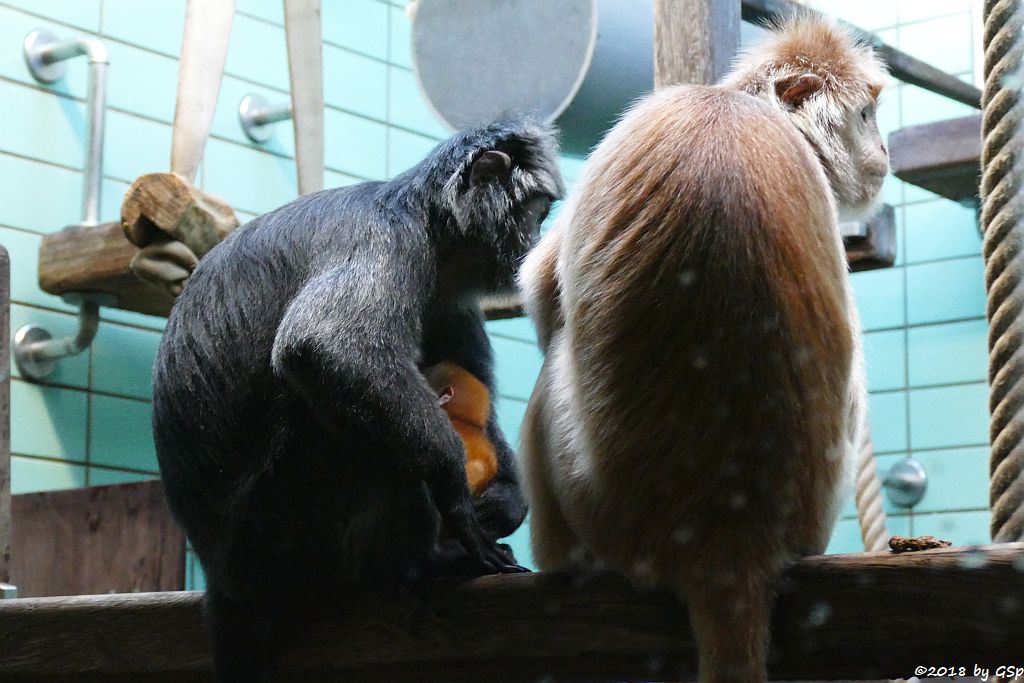 Schwarzer Haubenlangur (Javanischer Haubenlangur, Budeng)