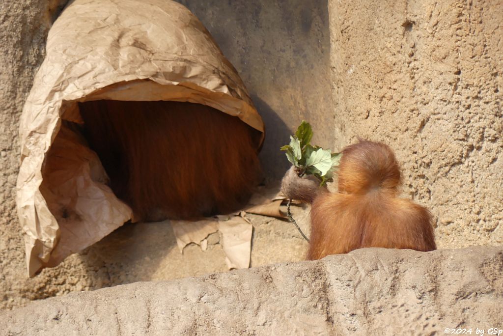 Sumatra-Orang-Utan
