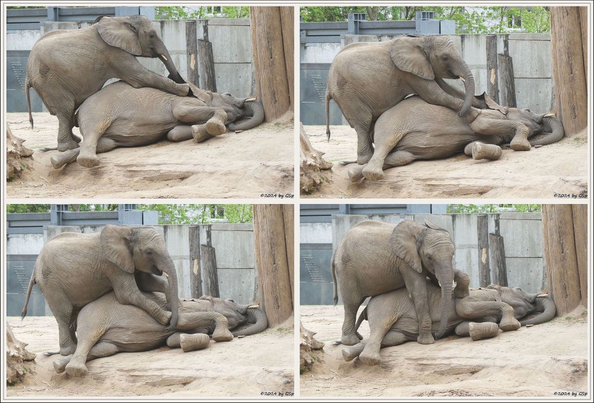Elefanten Zoo Halle: ELANI, TAMIKA