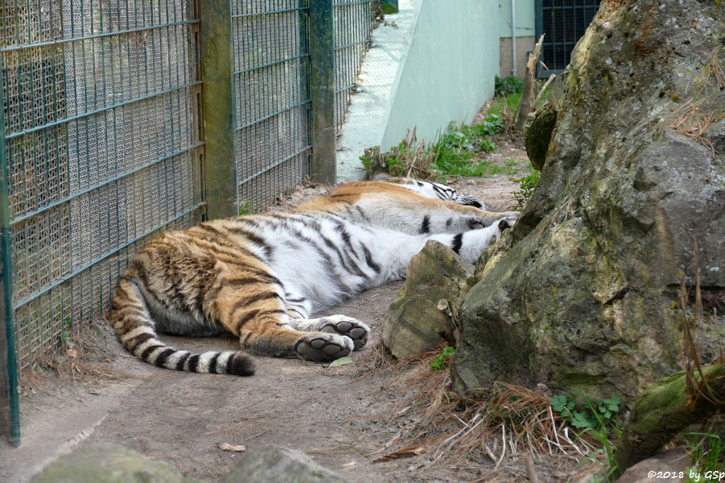 Amurtiger (Sibirischer Tiger, Mandschu-Tiger)