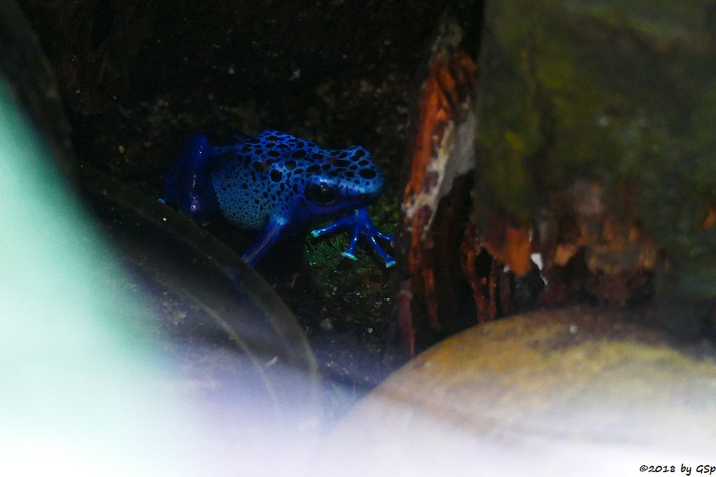 Blauer Baumsteiger (Blauer Pfeilgiftfrosch, Azurblauer Pfeilgiftfrosch)