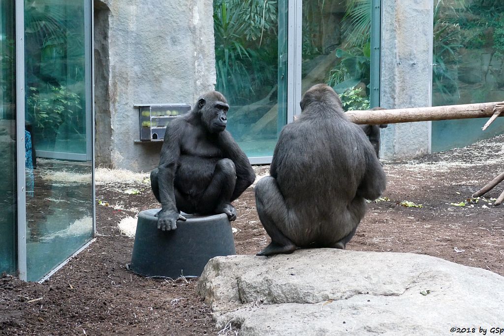 Flachlandgorilla