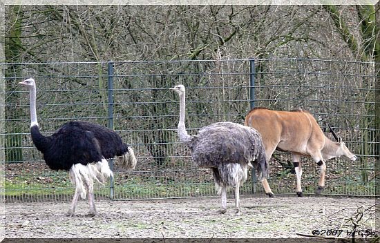 Blauhhalsstrauß und Elenantilope