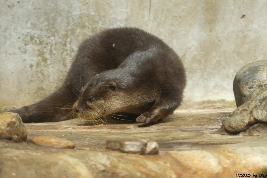 Zwergotter (Kurzkrallenotter)