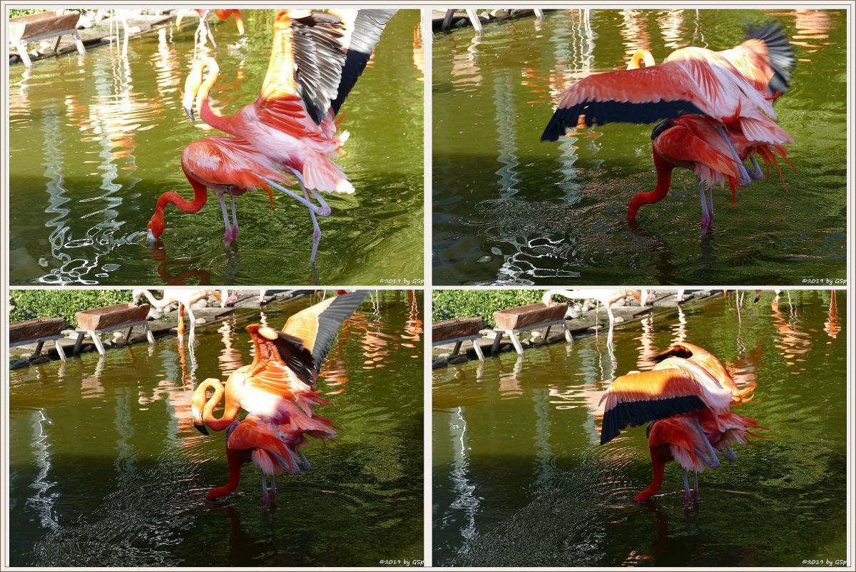 Kubaflamingo (Karibischer Flamingo, Roter Flamingo)