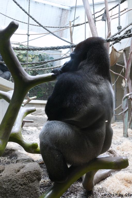 Flachlandgorilla