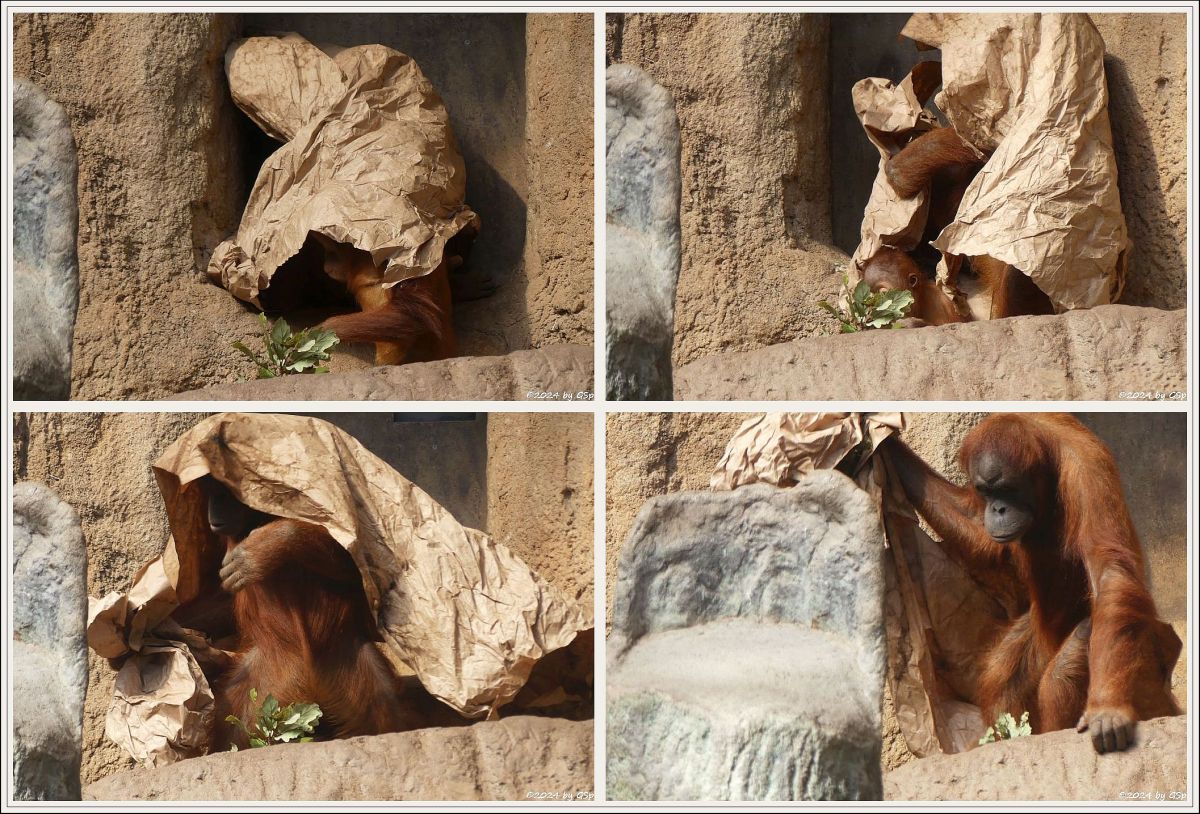 Sumatra-Orang-Utan