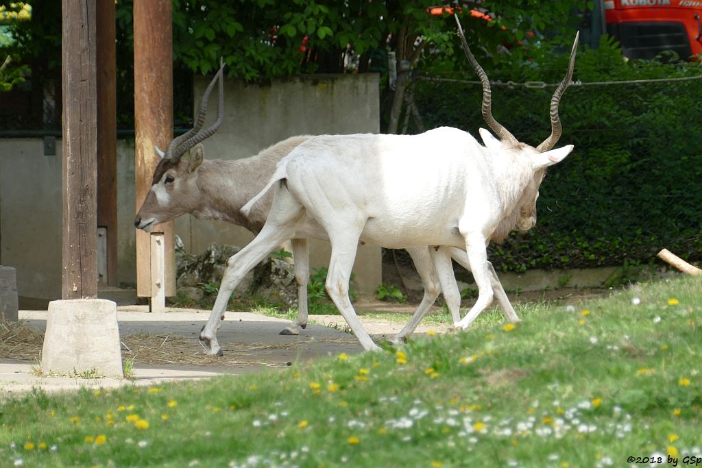 Mendesantilope (Addax)