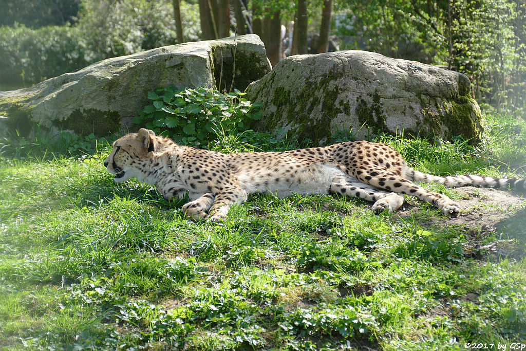 Südafrikianischer Gepard