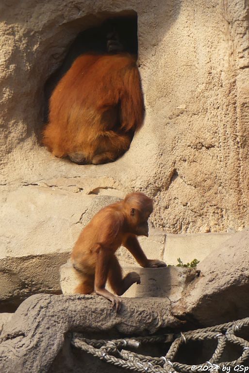 Sumatra-Orang-Utan