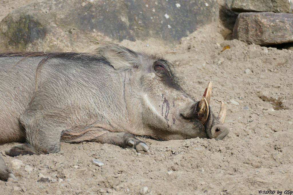 Westafrikanisches Warzenschwein