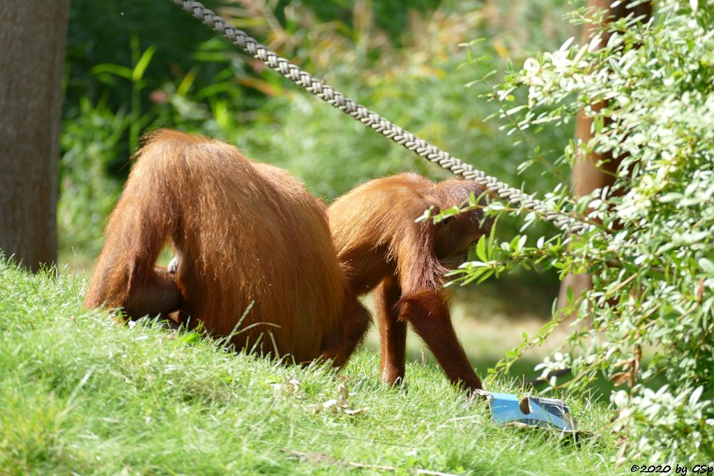 Sumatra-Orang-Utan