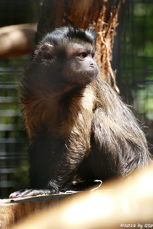 Haubenkapuzineraffe (Gehaubter Kapuziner, Apella)