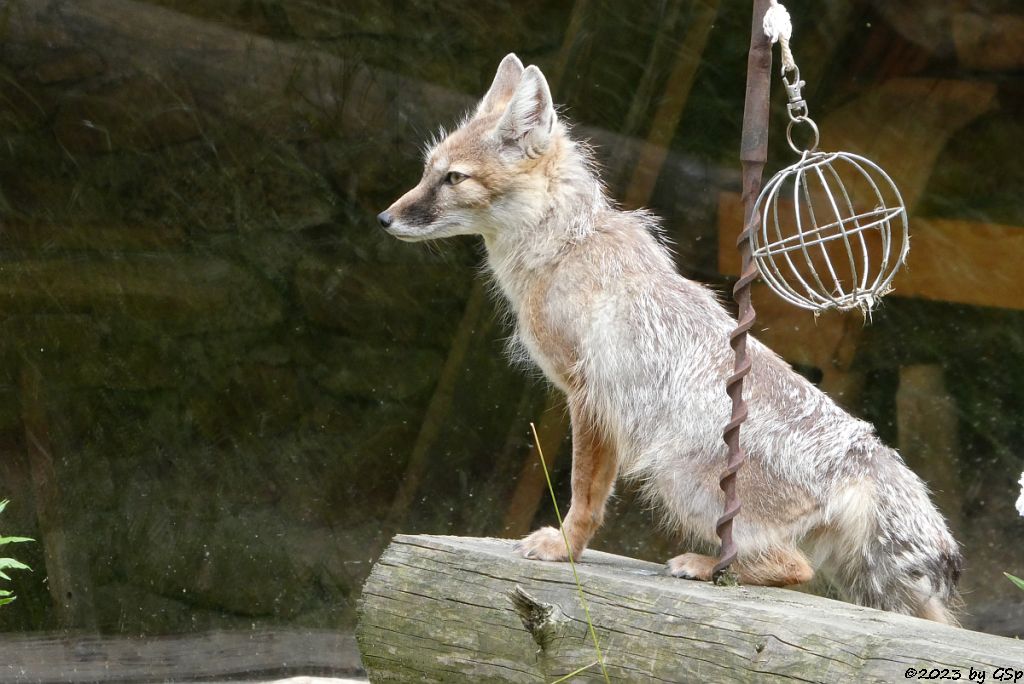 Korsak (Steppenfuchs)