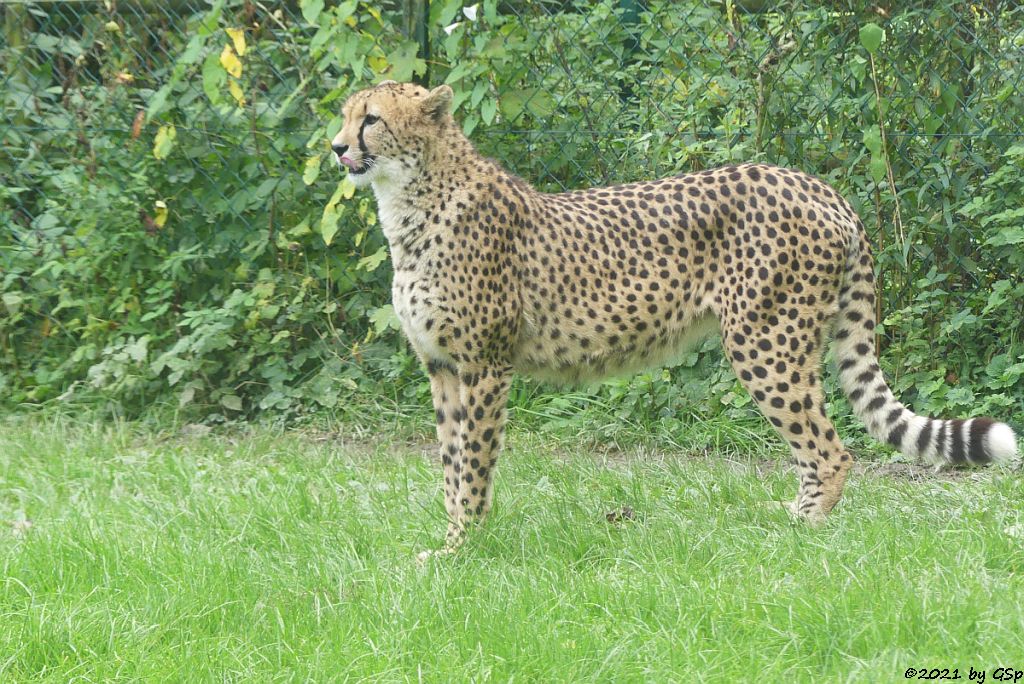 Südafrikanischer Gepard