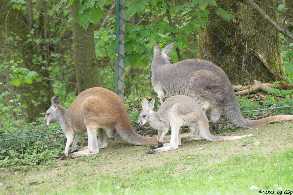 Rotes Riesenkänguru