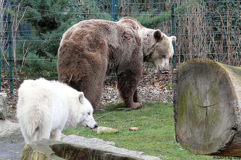 Braunbär und Kanadischer Wolf