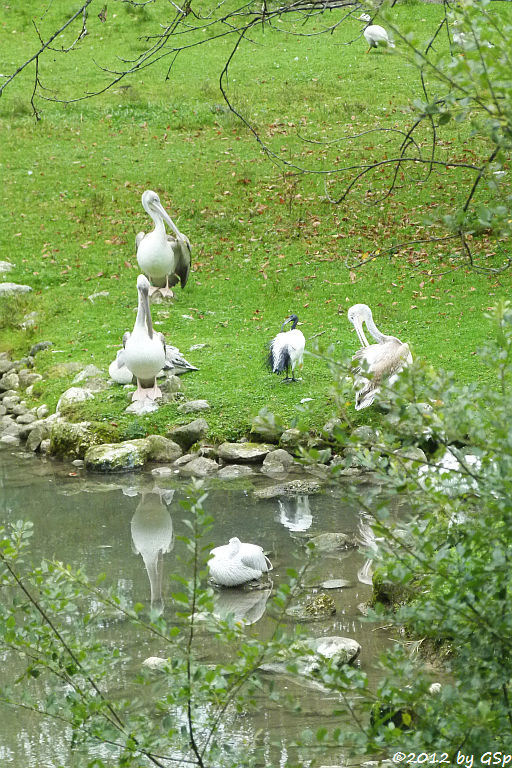 Rötelpelikan, Heiliger Ibis, Streifengans