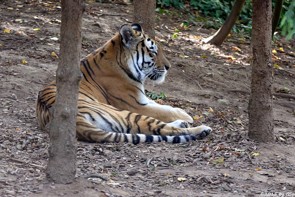 Sibirischer Tiger (Amurtiger)