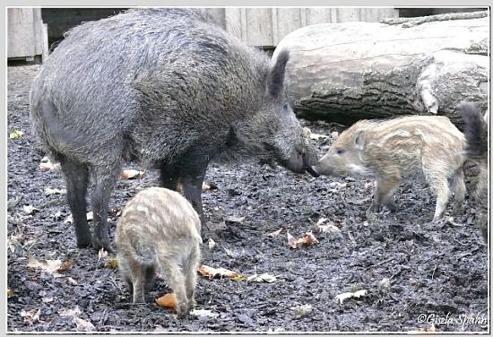 Wilschwein mit Frischling