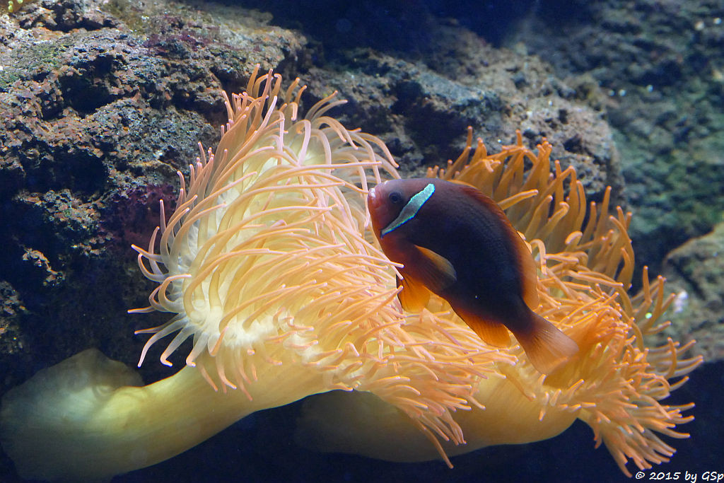 Schwarzflossen-Anemonenfisch, Kupferanemone