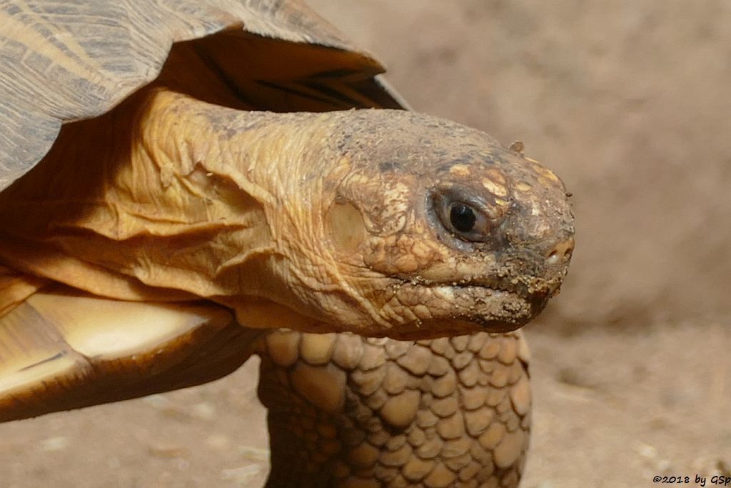 Strahlenschildkröte