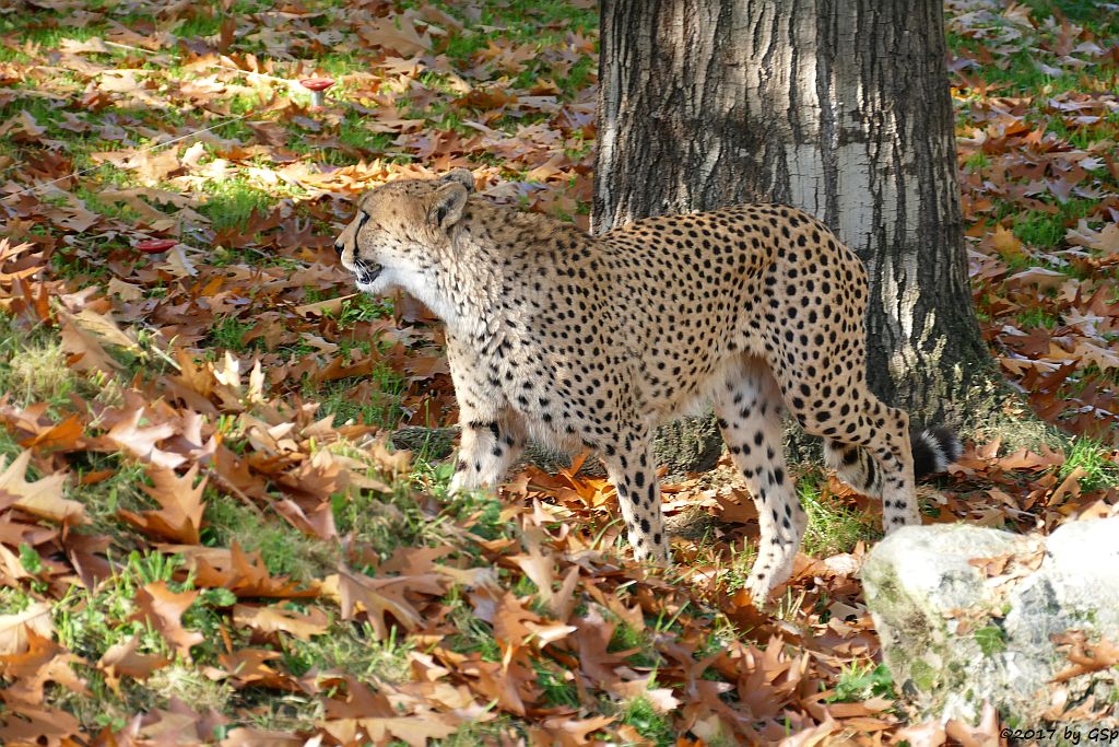 Südafrikianischer Gepard