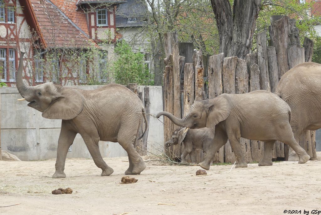 Elefanten Zoo Halle: TAMIKA, SIMON, ELANI, TANA