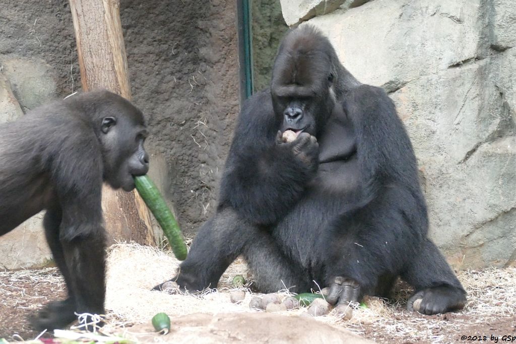 Flachlandgorilla QUEMBO und VIATU