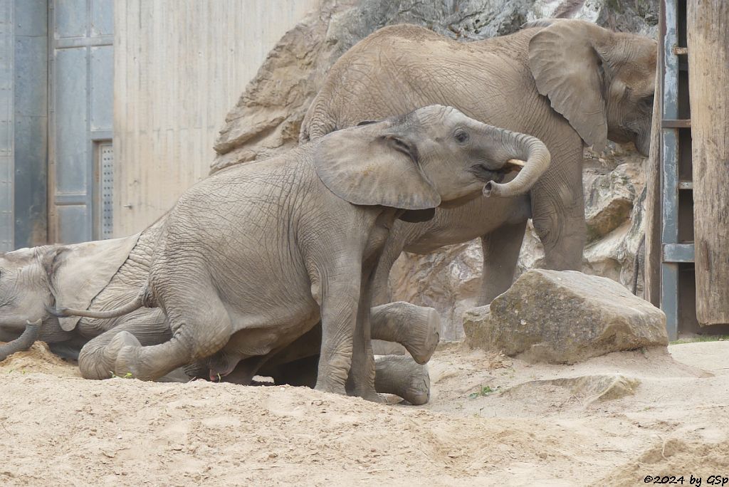 Elefanten Zoo Halle: ELANI, TAMIKA, TANA