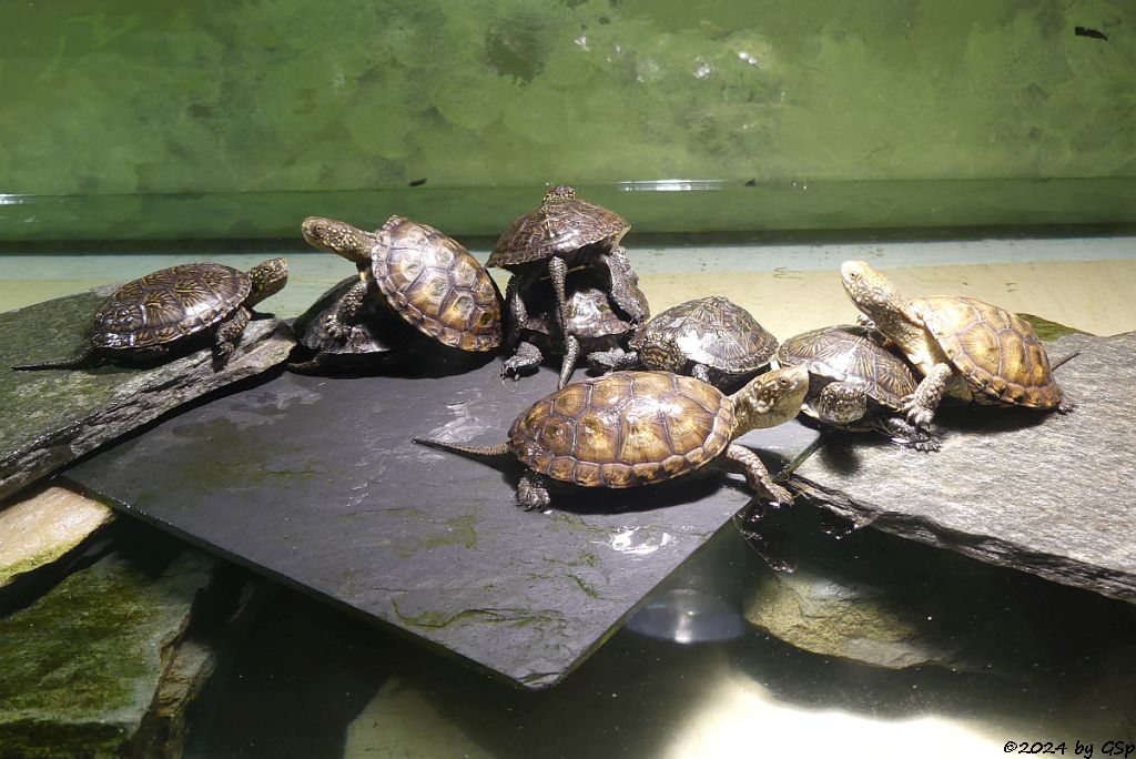 Europäische Sumpfschildkröte