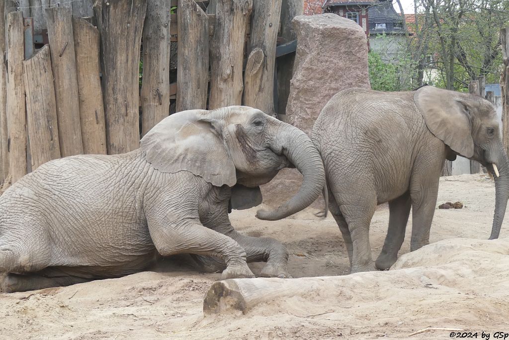Elefanten Zoo Halle: PORI, TAMIKA