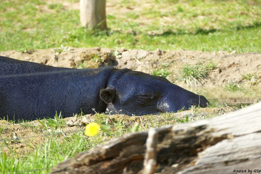 Westliches Zwergflusspferd