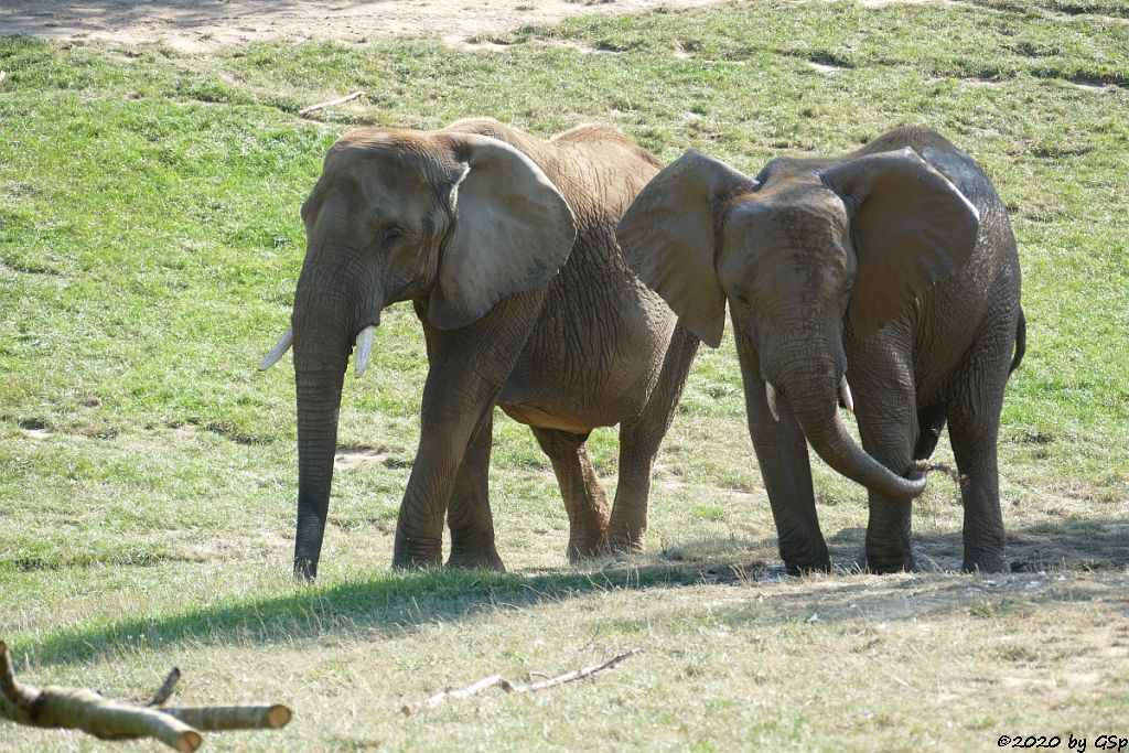 LILAK, KARIBA