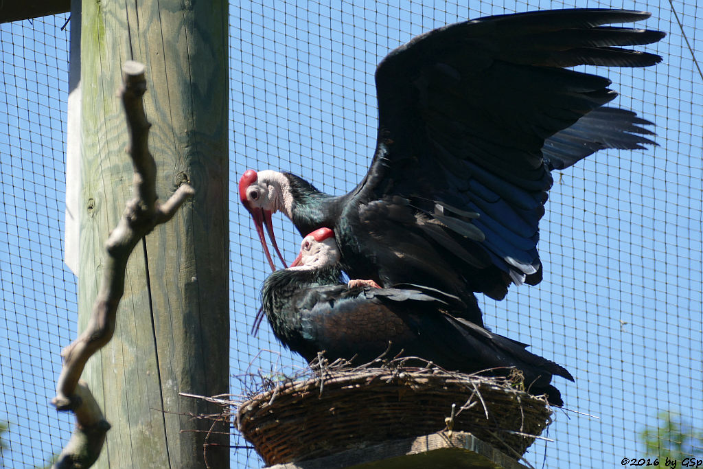 Glatzenkopfibis (Kahlkopfrapp, Glattnackenrapp, Glattnackenibis)