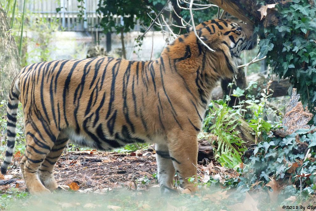 Sumatratiger VANNI