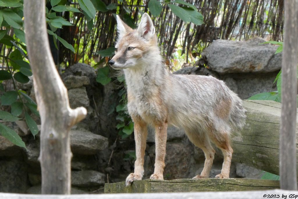 Korsak (Steppenfuchs)