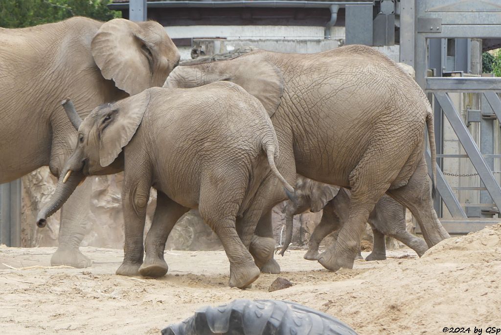 Elefanten Zoo Halle: TANA, ELANI, TAMIKA, SIMON