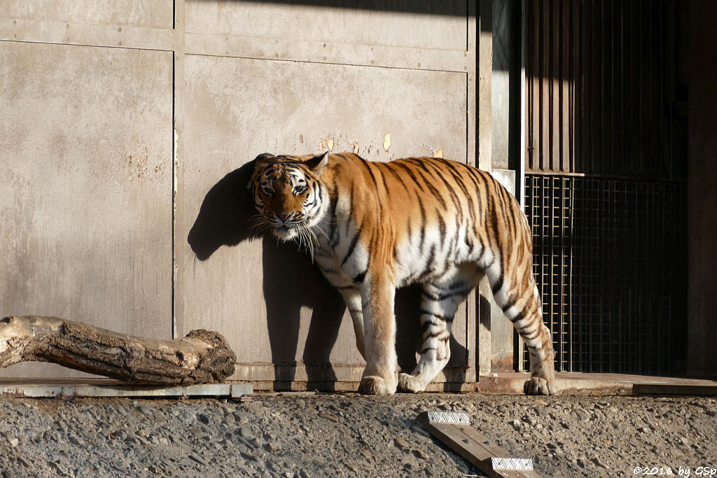 Sibirische Tigerin HANYA