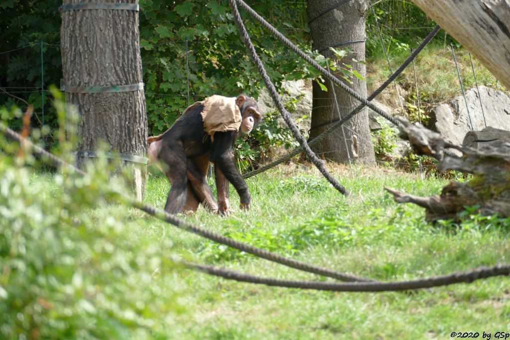 Ostafrikanischer Schimpanse